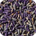 french lavender
