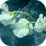 Scent Profile Icon